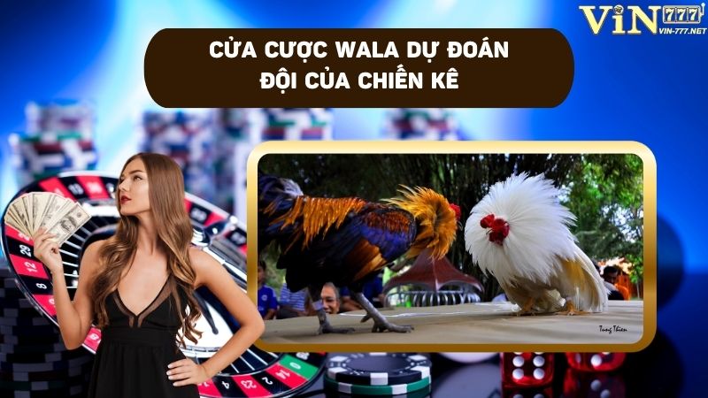 Cửa cược Wala là dự đoán chiến kê đội khách chiến thắng